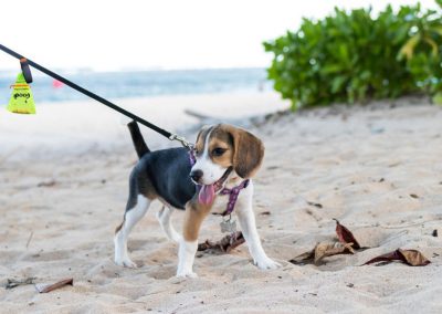 dog-clamp-beach-bag